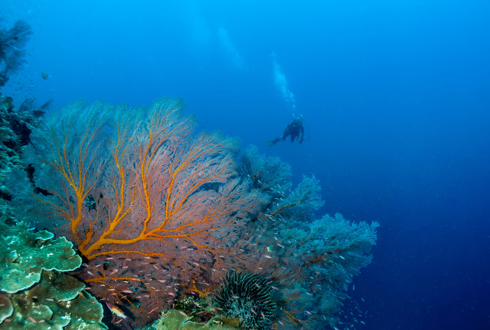 Discover the World’s Best Coral Reef Dives