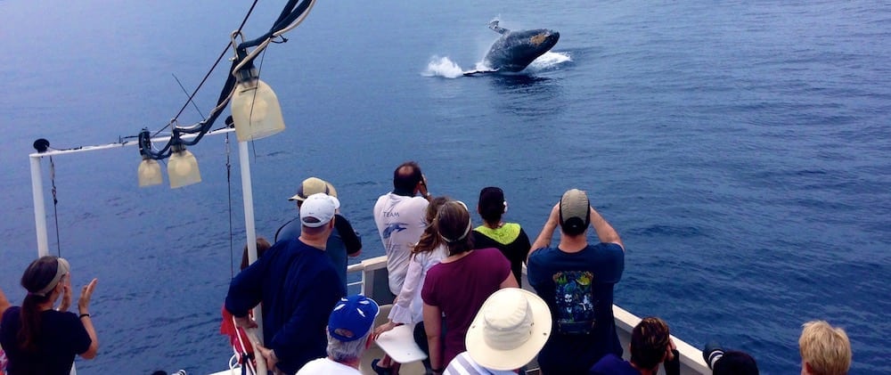 Different Means for Whale Watching in Hawaii